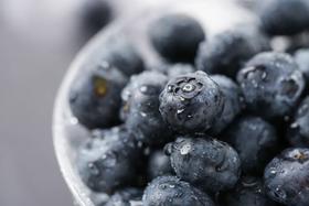 巨无霸「花香蓝莓」！营养健康无农残，低糖养颜护视力