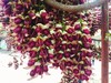 户外@清远禾雀花+飞来峡古栈道1天 商品缩略图0