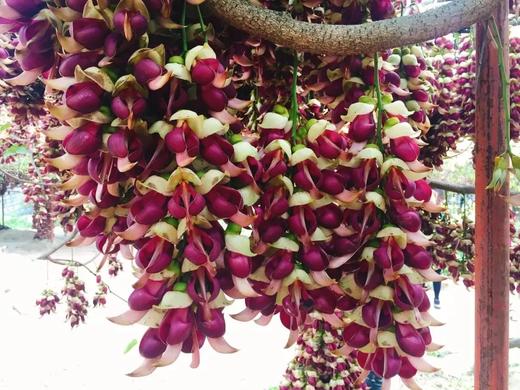 户外@清远禾雀花+飞来峡古栈道1天 商品图0