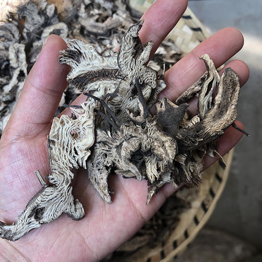 升麻 选装升麻  统货规格 商品图3