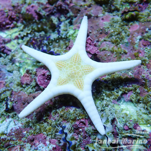 双星海星 商品图3