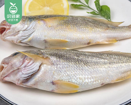 本港冰鲜加网鱼（杀好）/1份（7-9条，共400-450g） 商品图3