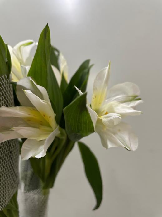 【进口六出花】奶油吉吉 5枝 商品图5