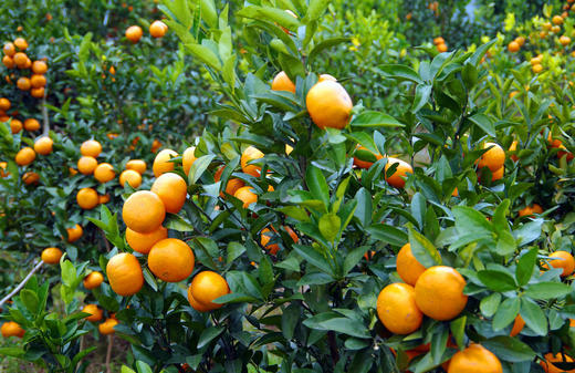 从化鳌头生态农场茂谷柑70-80mm大果5斤10斤礼盒装 商品图0