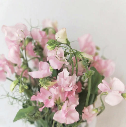 豌豆花.浅粉色 商品图0