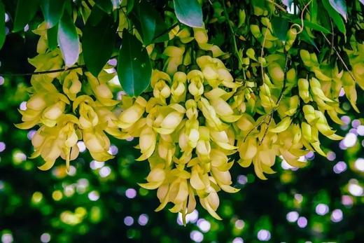 户外@清远禾雀花+飞来峡古栈道1天 商品图1