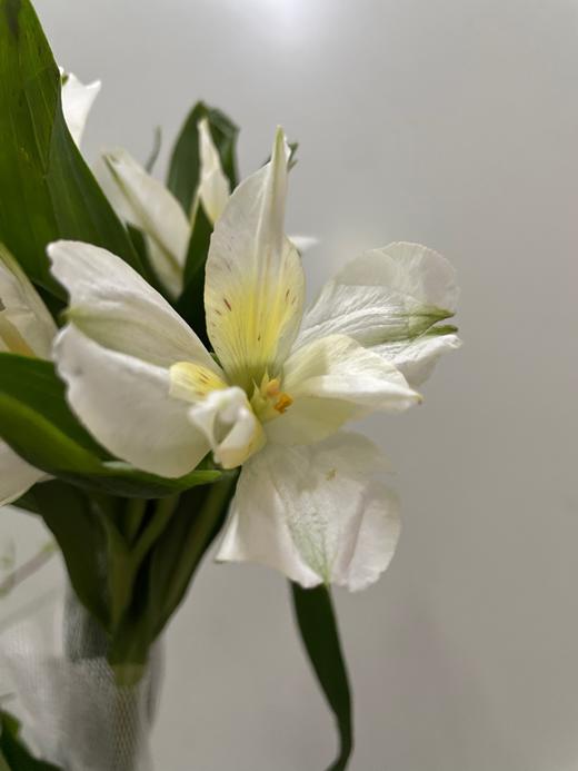 【进口六出花】奶油吉吉 5枝 商品图4