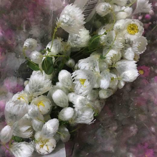 鲁丹鸟 商品图1