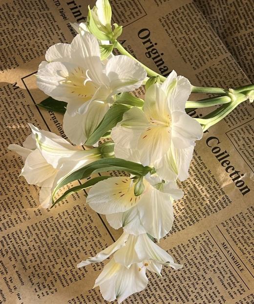 【进口六出花】奶油吉吉 5枝 商品图3