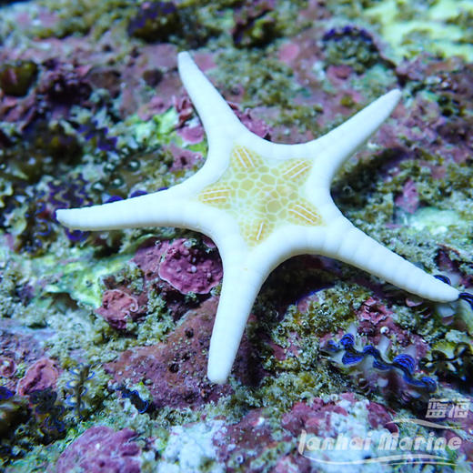 双星海星 商品图4