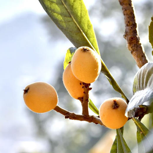 【当季尝鲜】米易枇杷  鲜嫩甜美  产地四川攀枝花 商品图6