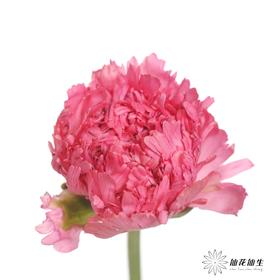 配花 | 成功洋牡丹摩洛哥