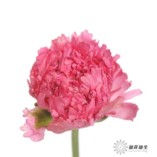 配花 | 成功洋牡丹摩洛哥 商品图0