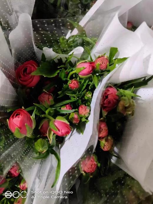 配花 | 蝴蝶洋牡丹复古红 商品图0