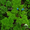 生态欧芹 | 绿家自产* Ecological parsley  | Self-production 商品缩略图3
