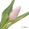 荷兰花材 | 郁金香甜蜜的风 Sweet Breeze 商品缩略图0