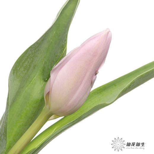 荷兰花材 | 郁金香甜蜜的风 Sweet Breeze 商品图0