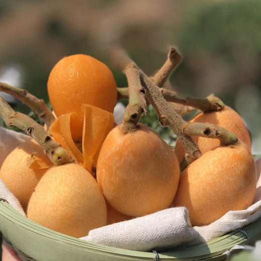 【当季尝鲜】米易枇杷  鲜嫩甜美  产地四川攀枝花 商品图8