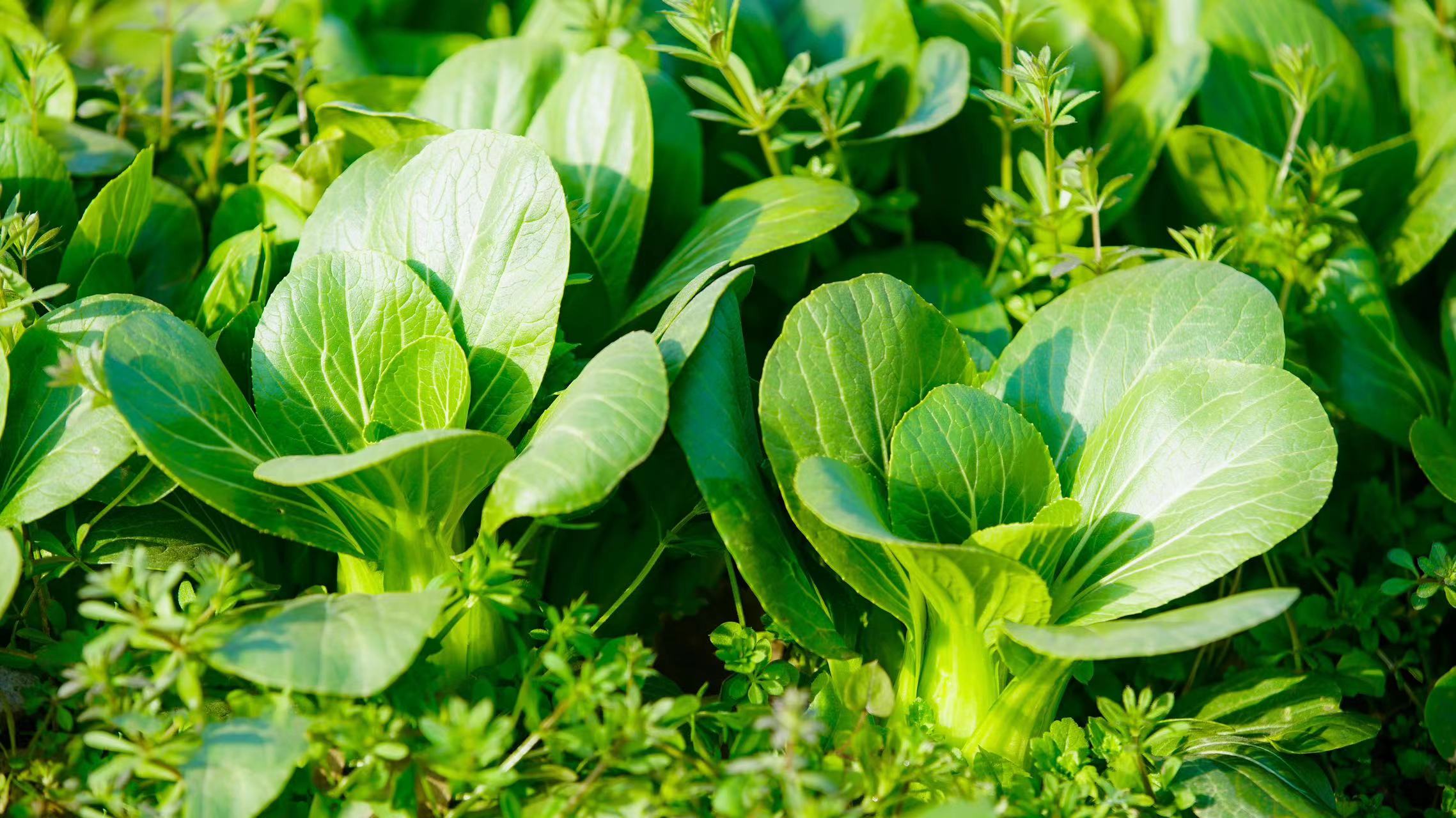 年卡-小油菜300g