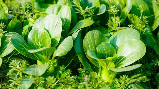 年卡-小油菜300g 商品图0