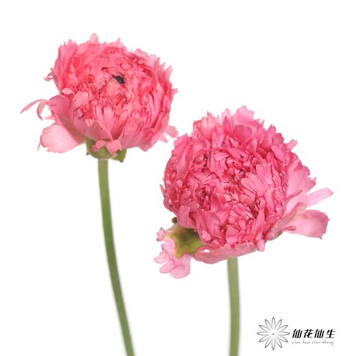 配花 | 成功洋牡丹摩洛哥 商品图3