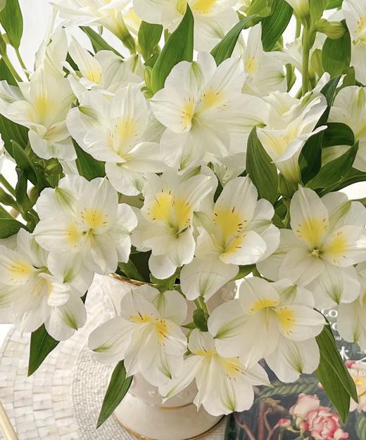 【进口六出花】奶油吉吉 5枝 商品图1