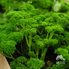 生态欧芹 | 绿家自产* Ecological parsley  | Self-production 商品缩略图0