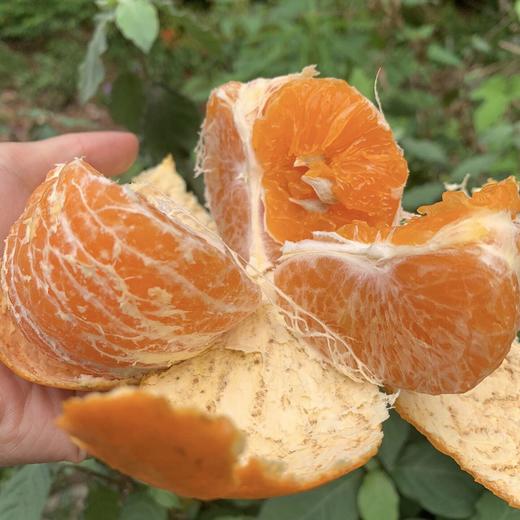 【广西茂谷柑】网红脏脏柑，皮薄肉厚爆汁！黄金酸甜比，带你体验深山“酿”出来的甜蜜~ 商品图11