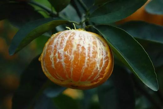 从化鳌头生态农场茂谷柑70-80mm大果5斤10斤礼盒装 商品图3