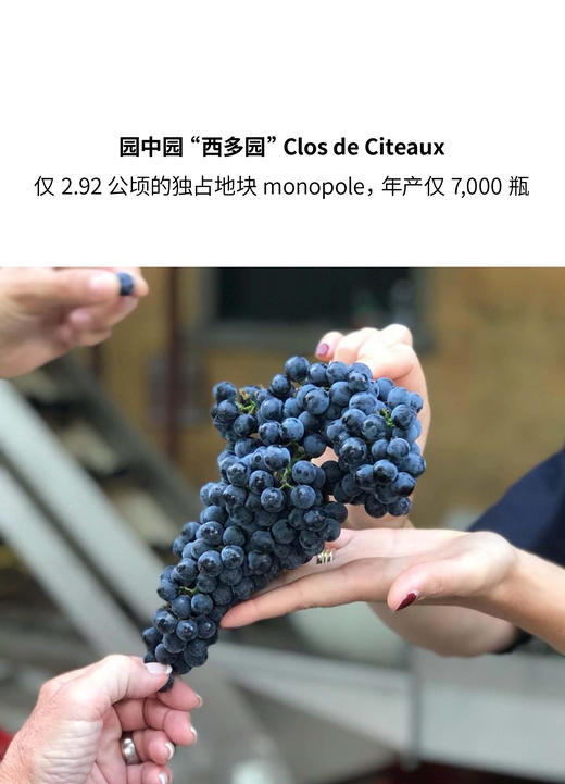 莫尼耶酒庄波玛大埃佩诺一级独占园西多园干红 2019 Domaine Jean Monnier et Fils Les Grands Epenots ler Cru ‘clos de Citeaux’ 商品图2