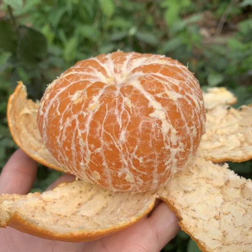 【广西茂谷柑】网红脏脏柑，皮薄肉厚爆汁！黄金酸甜比，带你体验深山“酿”出来的甜蜜~ 商品图4