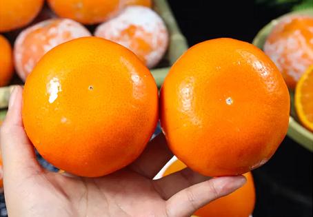 从化鳌头生态农场茂谷柑70-80mm大果5斤10斤礼盒装 商品图4