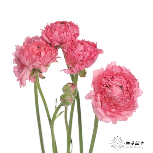 配花 | 成功洋牡丹摩洛哥 商品图1