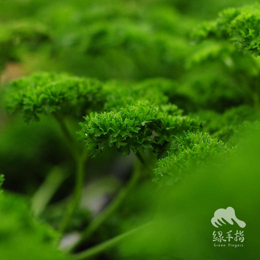 生态欧芹 | 绿家自产* Ecological parsley  | Self-production 商品图1