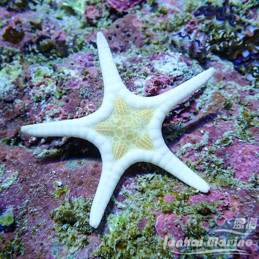 双星海星 商品图1