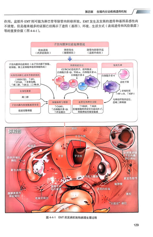 妇产科生殖遗传学 北大医学研究生规划教材 乔杰主编 生殖内分泌疾病遗传机制 产前诊断临床技术 北京大学医学出版社9787565927560 商品图4