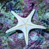 双星海星 商品缩略图2