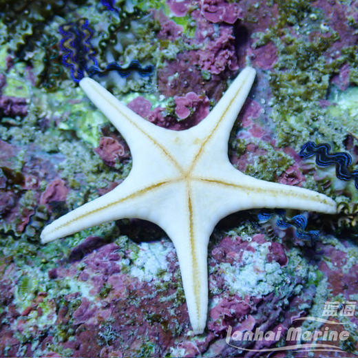 双星海星 商品图2