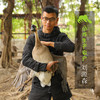 生态鹅蛋 | 合作生产*Eco- oose egg | Coproductiong 商品缩略图1