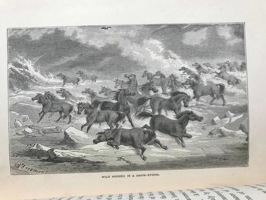 1887年 温带地区自然史 数十幅插图 漆布精装32开 商品图4