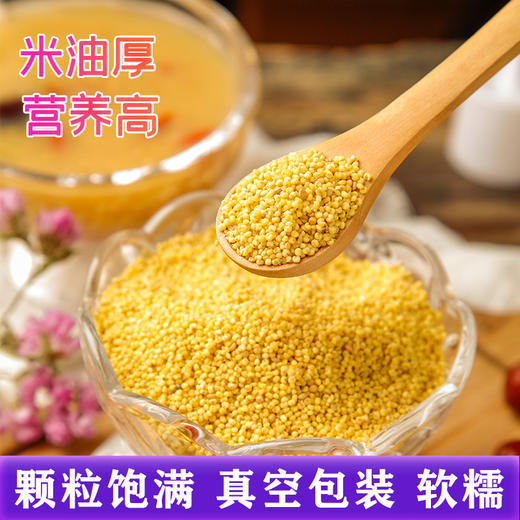 【吉顺号食品】小米新米云南高山生态黄小米煮粥食材500克 商品图3