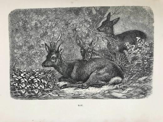 含藏书票！1886年 苏格兰高地与低地运动 52幅插图 漆布精装18开 商品图14