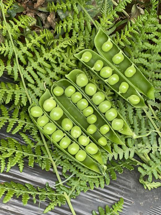 “这豆太棒了！”【大理水果豌豆荚】颗粒饱满 入口鲜甜 鲜嫩圆润 豆香浓郁 生吃脆甜 熟吃软糯 营养丰富更健康 商品图0