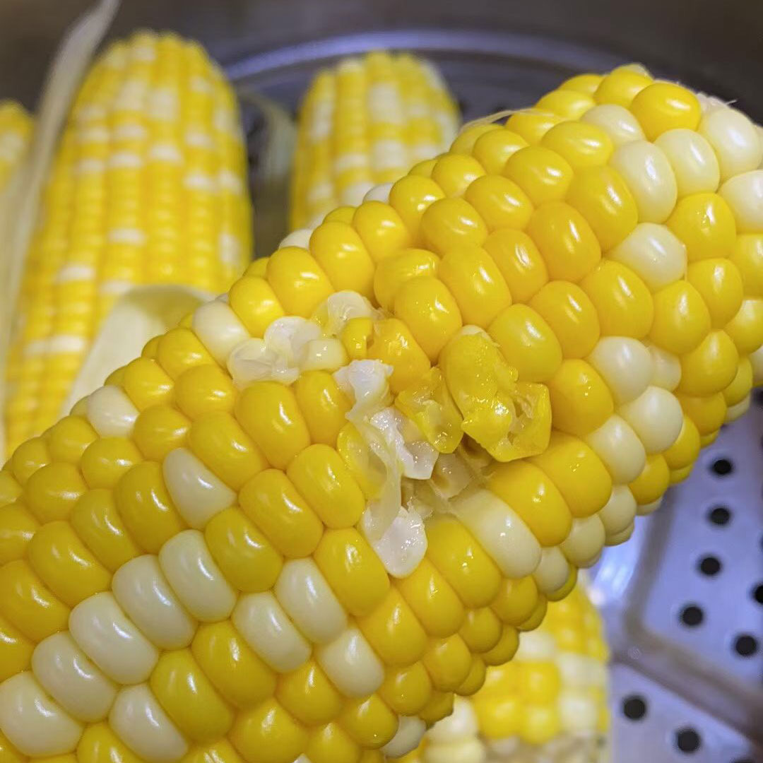 云南水果玉米 | 新鲜现摘