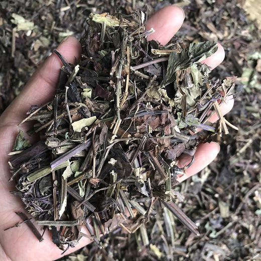 石见穿 常用规格 草药 商品图2