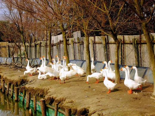 花间村散养鲜鹅蛋（72元/盒；12枚/盒；6元/枚） 商品图2