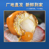 大连长海县福字号鲜活熟冻扇贝肉200g/袋，肉质肥厚，不缩水，人工筛选，去脏无沙，顺丰全国包邮 商品缩略图3