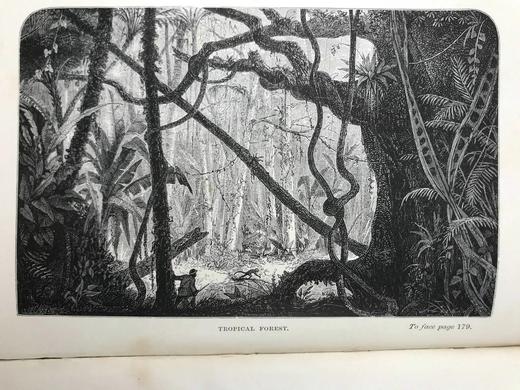 1892年 大自然之美与世界奇观 60余幅插图 漆布精装32开 商品图12