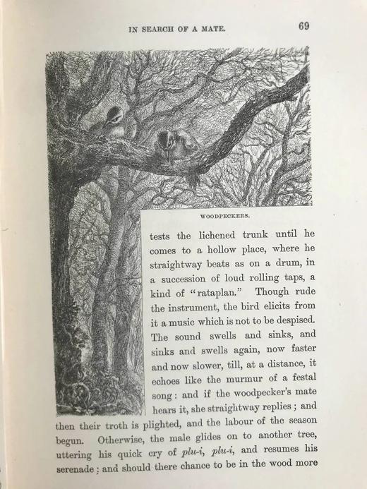 1887年 温带地区自然史 数十幅插图 漆布精装32开 商品图8