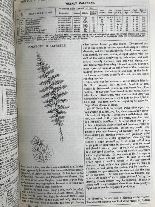 1857年 乡村园艺师杂志 约百幅插图 真皮脊精装16开 商品图7